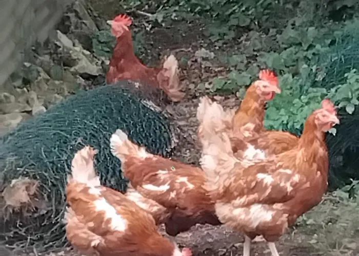 Ferienhaus De Vacance Perigord *